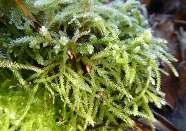 Eurhynchium striatum frost