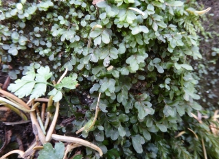Rhizomnium punctatum leaves