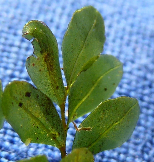 Rhizomnium punctatum leaves