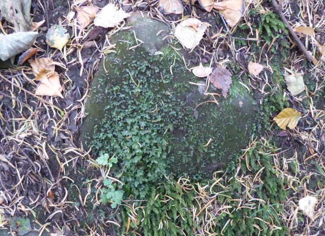 Rhizomnium punctatum on stone