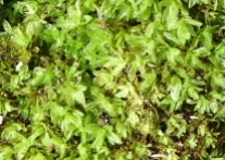 encalypta streptocarpa leaves2