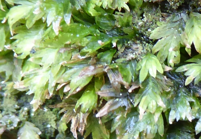 Fissidens leaves