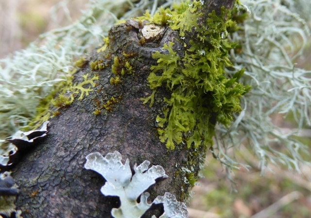 Metzgeria and lichen 1000