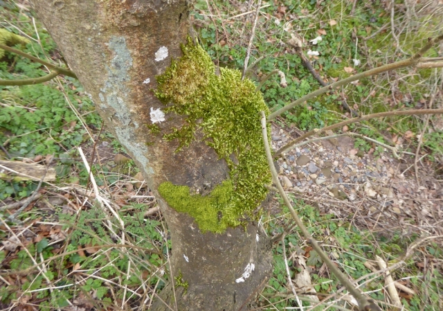 Metzgeria furcata and moss