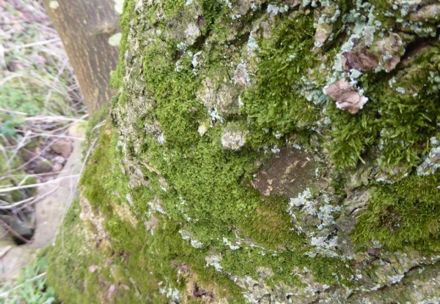 Metzgeria furcata on oak tree
